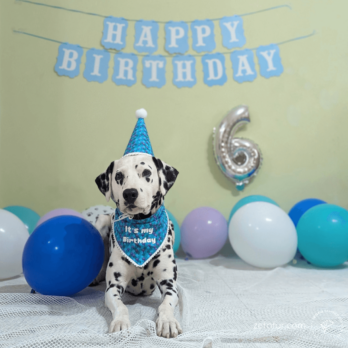 Dogs Birthday Set | Cats Birthday Set | 100% cotton